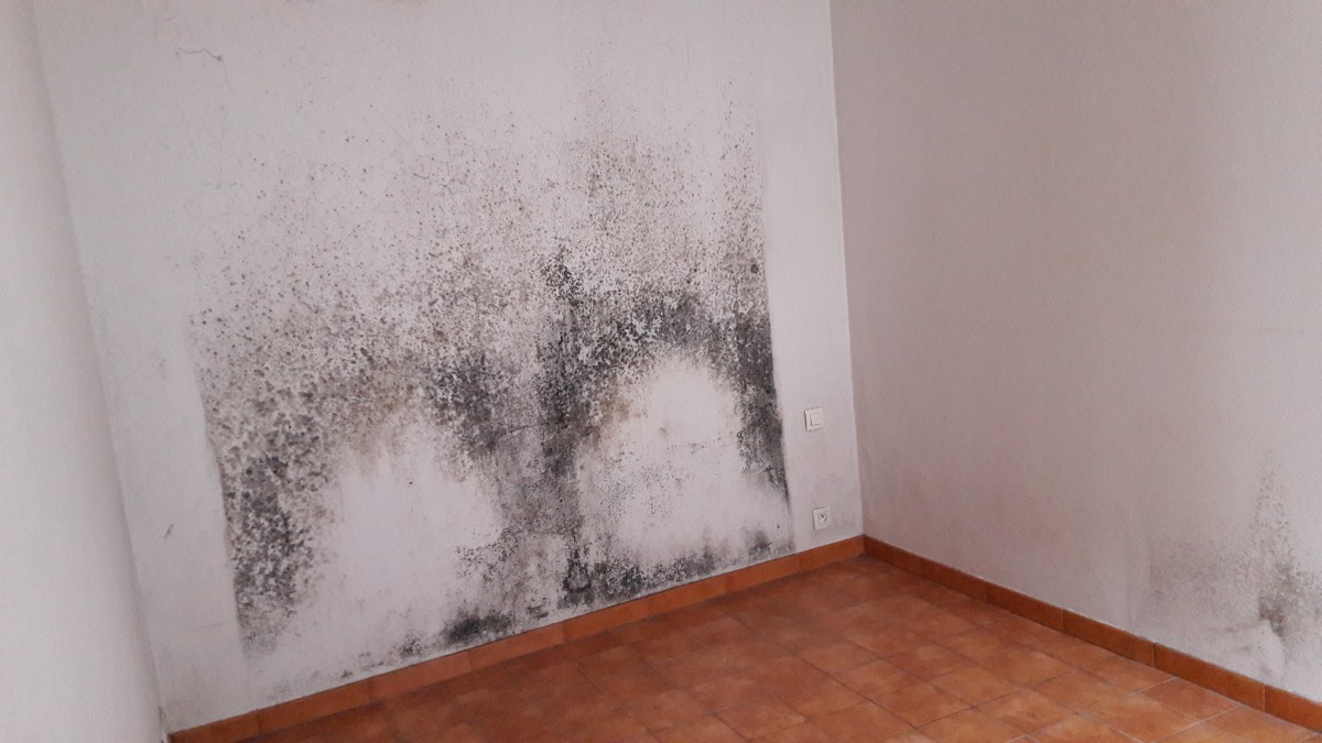 Moisissures - Expertise humidité à Auxerre